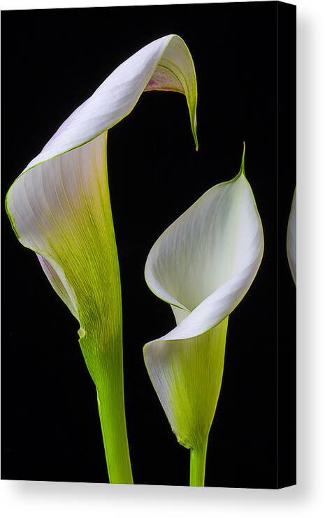 Graphic Canvas Print featuring the photograph Calla liliy shapes by Garry Gay