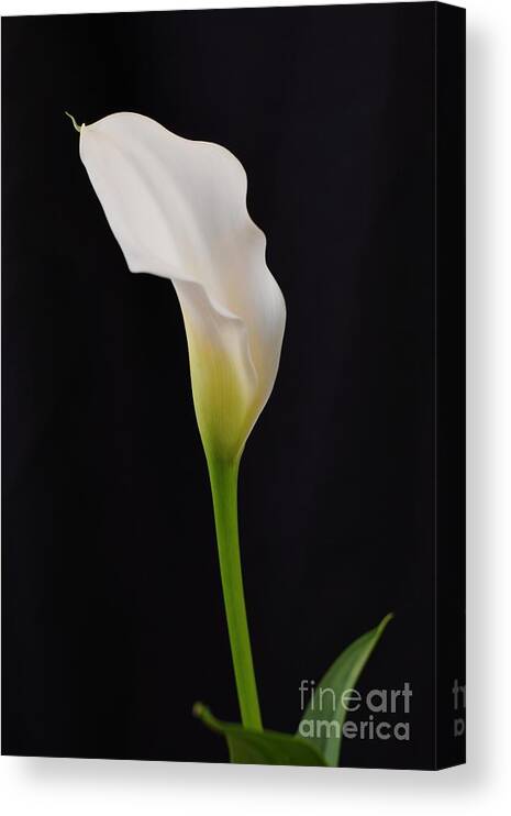 Calla Lily Canvas Print featuring the photograph Calla Lily on Black by Lynda Dawson-Youngclaus