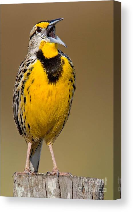 Eastern Meadowlark Canvas Print featuring the photograph Calling Eastern Meadowlark by Jerry Fornarotto