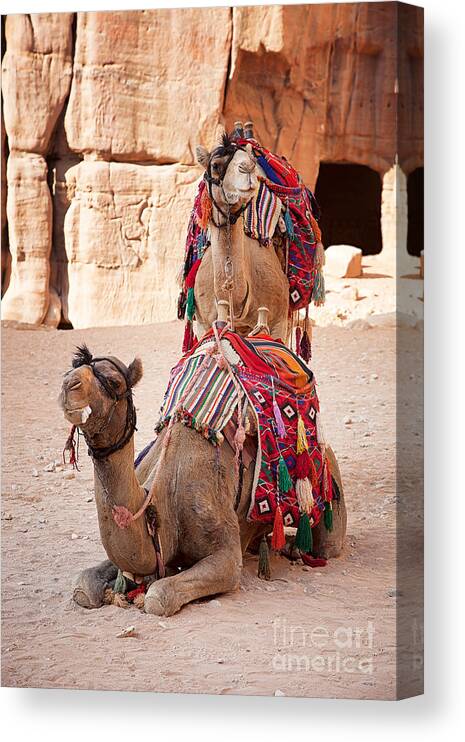 Ancient Canvas Print featuring the photograph Camels in Petra by Jane Rix