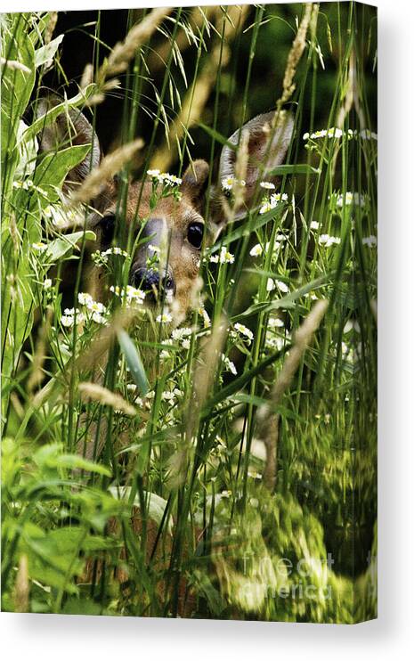 White Tail Deer Canvas Print featuring the photograph Can you see Me by Jan Killian