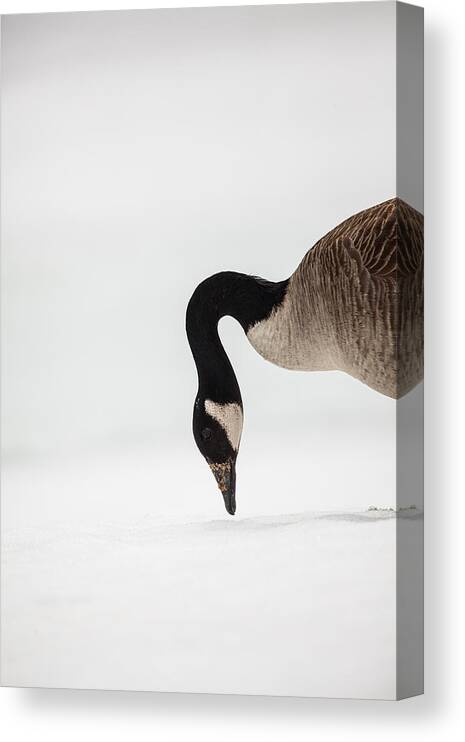 Canada Goose Point Canvas Print featuring the photograph Canada Goose Point by Karol Livote