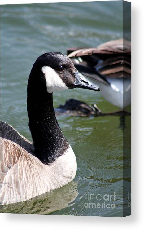 Christian Canvas Print featuring the photograph Canada Goose Profile by Anita Oakley