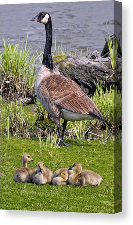 Canada Goose Canvas Print featuring the photograph Canada Goose With Young by Dave Mills