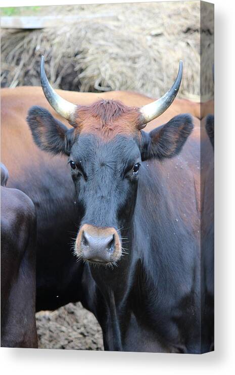 Livestock Canvas Print featuring the photograph Canadienne Cow by David Pickett