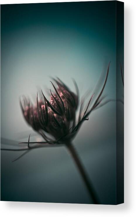 Queen Anne's Lace Canvas Print featuring the photograph Caress by Shane Holsclaw