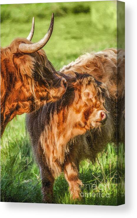 Highland Cow Canvas Print featuring the digital art Caring Mother by Liz Leyden