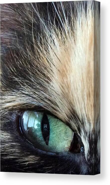 Eye Canvas Print featuring the photograph Cat's eye by Kate Gibson Oswald