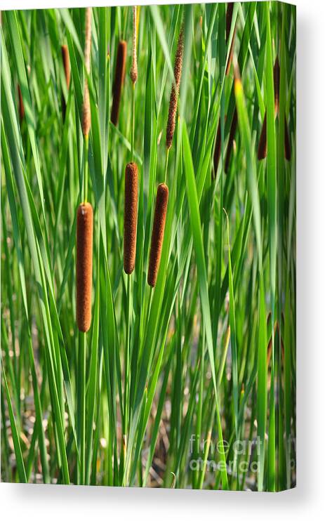 Cat Tails Canvas Print featuring the photograph Cattails by Gwen Gibson