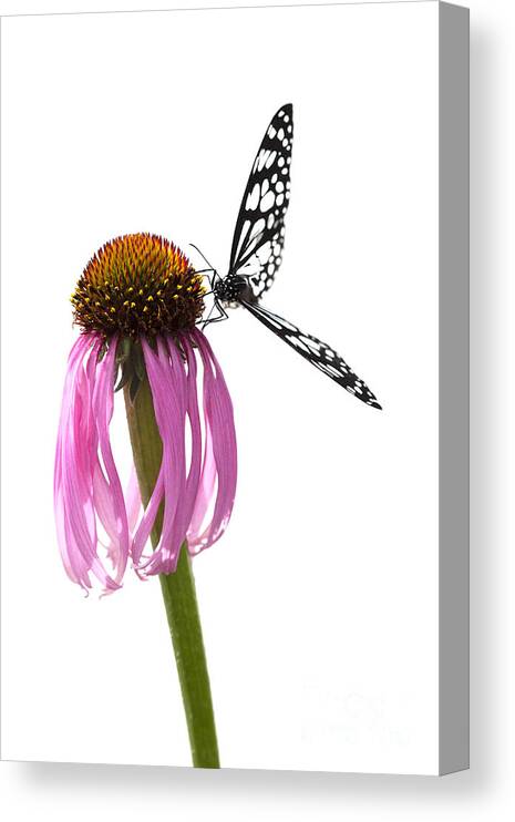 Butterfly Canvas Print featuring the photograph Celebration by Patty Colabuono