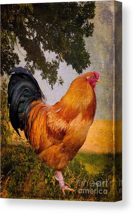 Chanticleer Canvas Print featuring the photograph Chanticleer In Blue by Lois Bryan