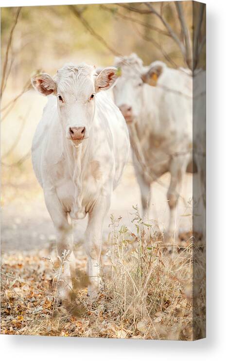 Ranch Canvas Print featuring the photograph Charolaise Cow Standing & Looking At by Debibishop