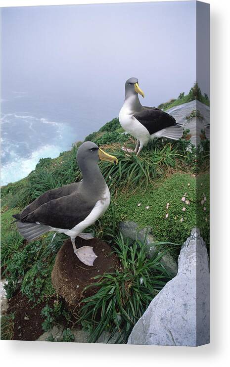 Feb0514 Canvas Print featuring the photograph Chatham Albatrosses Nesting On A Cliff by Tui De Roy