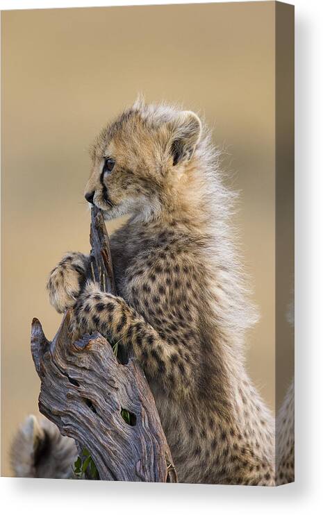 Suzi Eszterhas Canvas Print featuring the photograph Cheetah Cub Maasai Mara Reserve by Suzi Eszterhas