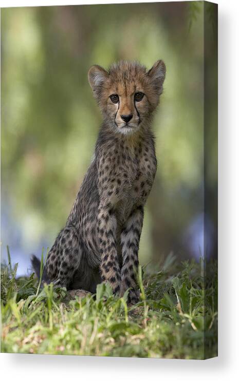Feb0514 Canvas Print featuring the photograph Cheetah Cub Portrait by San Diego Zoo