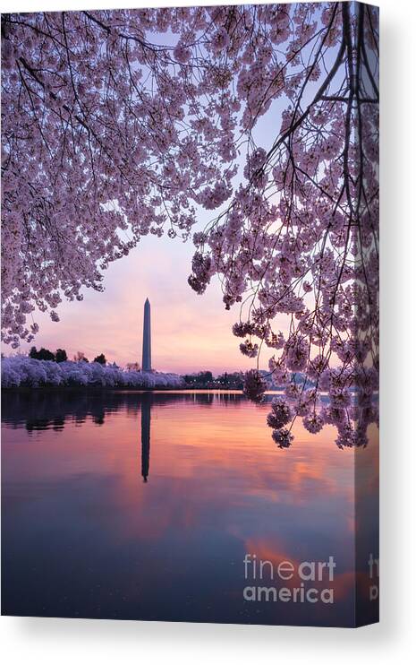 Washington Canvas Print featuring the photograph Cherry Blossom Sunrise by Oscar Gutierrez