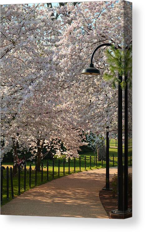 Architectural Canvas Print featuring the photograph Cherry Blossoms 2013 - 060 by Metro DC Photography