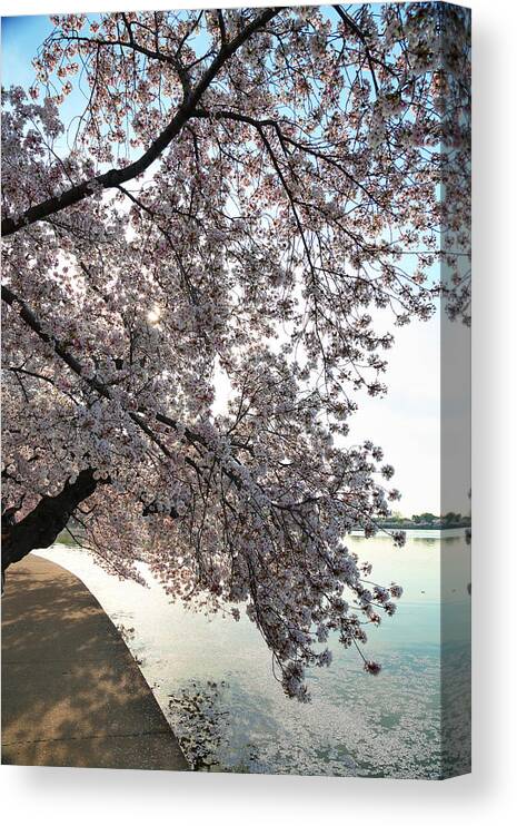 Architectural Canvas Print featuring the photograph Cherry Blossoms 2013 - 092 by Metro DC Photography