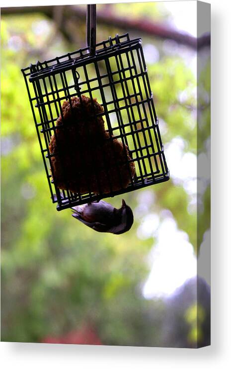 Animals Canvas Print featuring the photograph Chickadee Makes A Heart by Kym Backland