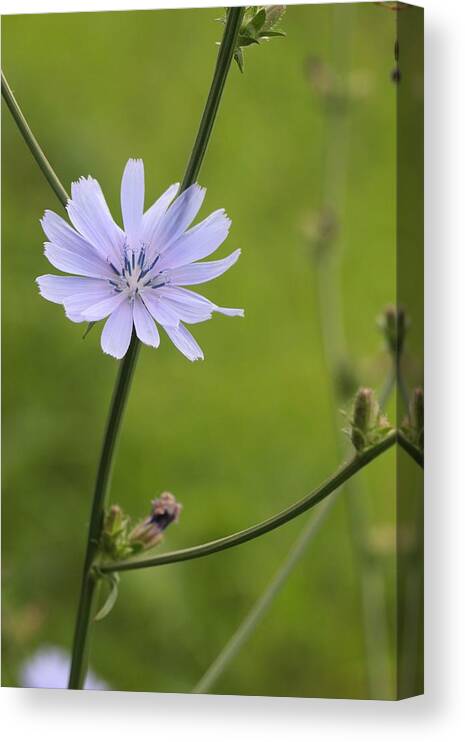Asteraceae Canvas Print featuring the photograph Chicory Flower by Jeanne White