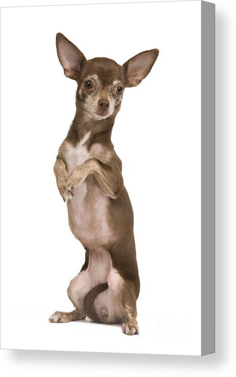 Dog Canvas Print featuring the photograph Chihuahua On Hind Legs by Jean-Michel Labat