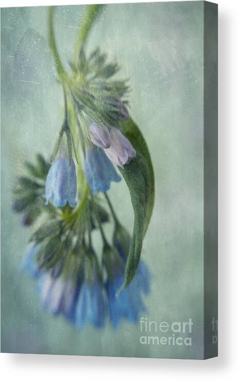 Northern Bluebell Canvas Print featuring the photograph Chiming Bells Part I by Priska Wettstein