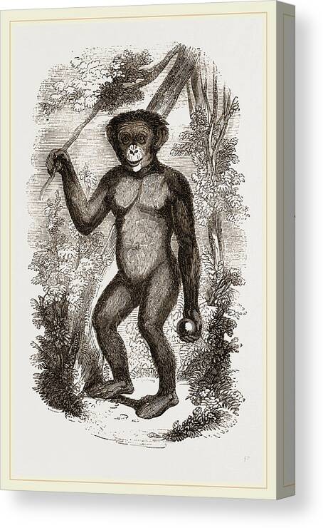 Chimpanzee Canvas Print featuring the drawing Chimpanzee by Litz Collection