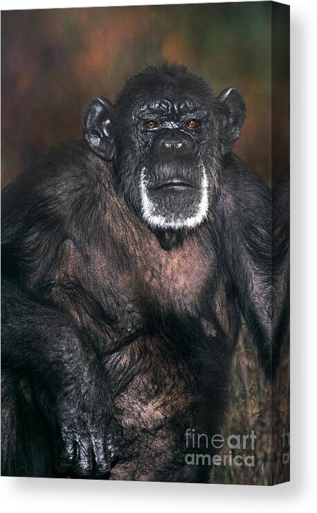 Chimpanzee Canvas Print featuring the photograph Chimpanzee Portrait Endangered Species Wildlife Rescue by Dave Welling