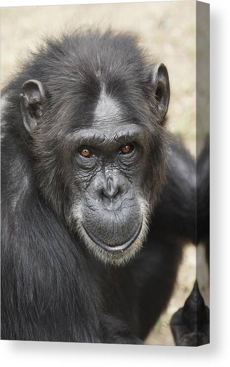 Hiroya Minakuchi Canvas Print featuring the photograph Chimpanzee Portrait Ol Pejeta by Hiroya Minakuchi
