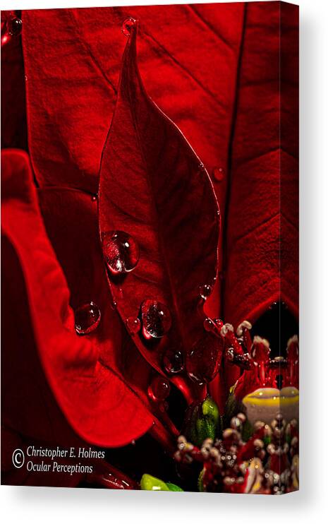 Poinsettia Canvas Print featuring the photograph Christmas Velvet by Christopher Holmes