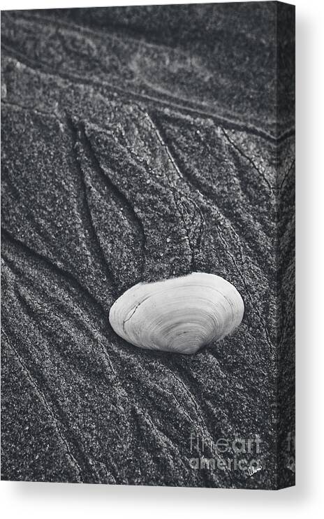 Clam Canvas Print featuring the photograph Clam Shell by Alana Ranney