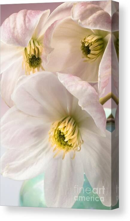 Clematis Canvas Print featuring the photograph Clematis Flowers 2 by Jan Bickerton