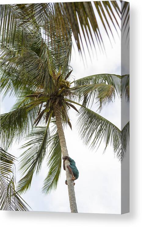 Working Canvas Print featuring the photograph Climbing Coconut Palm by PJPhoto69