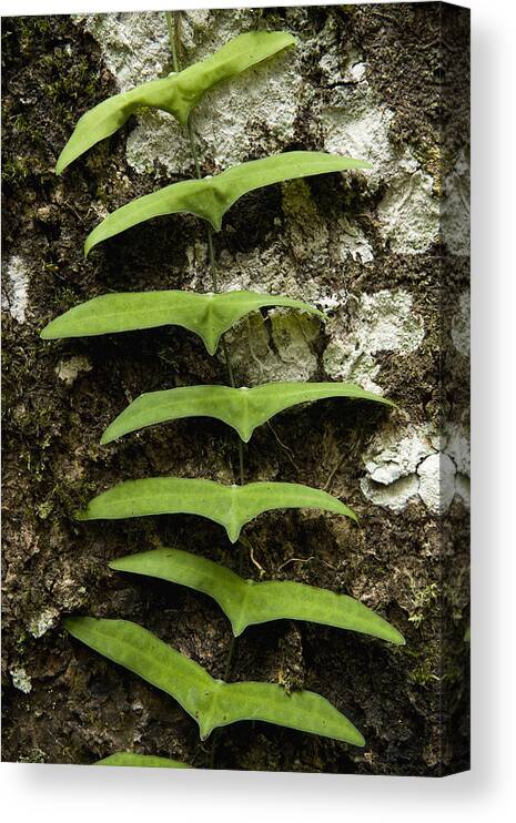 Feb0514 Canvas Print featuring the photograph Climbing Rainforest Vine Borneo by Sebastian Kennerknecht