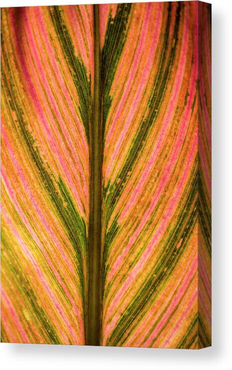Apricot Canvas Print featuring the photograph Close Up Of A Colourful Leaf by Scott Mead