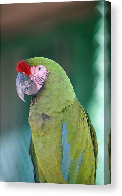 Bird Canvas Print featuring the photograph Close Up Of A Parrot Puerto Vallarta by Jim Julien