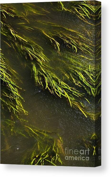 Britain Canvas Print featuring the photograph Close View Of Flat Leaf River Weed by Peter Noyce