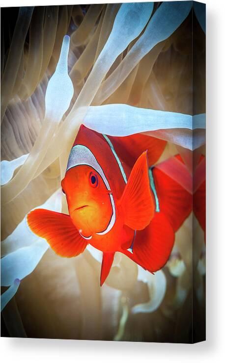 Anemone Canvas Print featuring the photograph Clownfish Defends His White Anemone by Jan Abadschieff