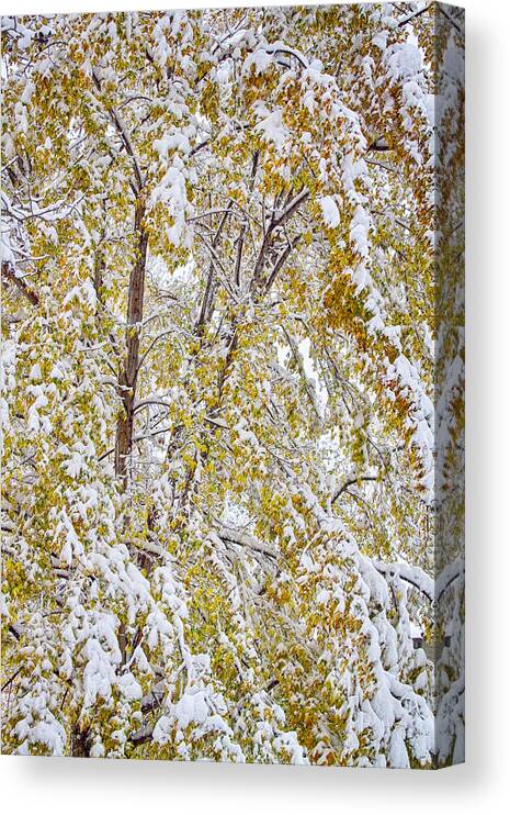 Tree Canvas Print featuring the photograph Colorful Maple Tree In The Snow 2 by James BO Insogna