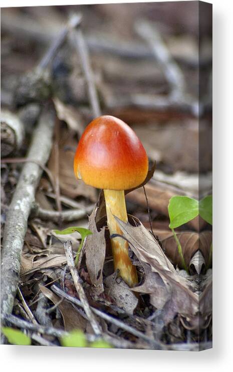 Mushroom Canvas Print featuring the photograph Colorful Mushroom by Robert Camp