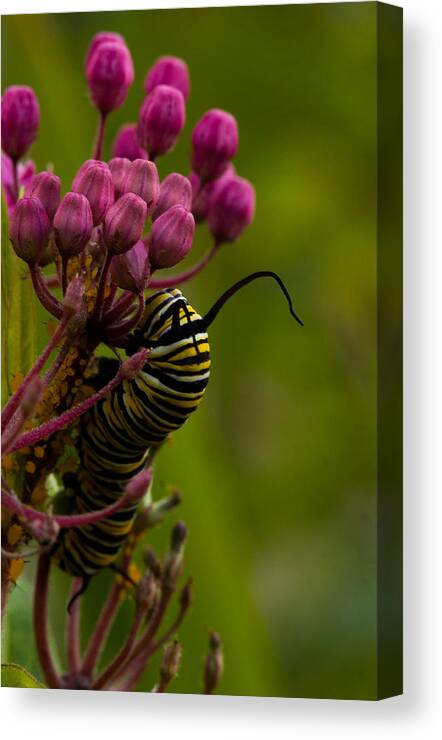 Caterpillar Canvas Print featuring the photograph Colors by Haren Images- Kriss Haren