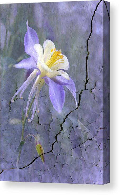 Wall Photography. Canvas Print featuring the photograph Columbine on Cracked wall by James Steele