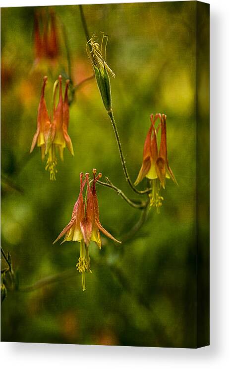 Beauty Canvas Print featuring the photograph Columbine by Wayne Meyer