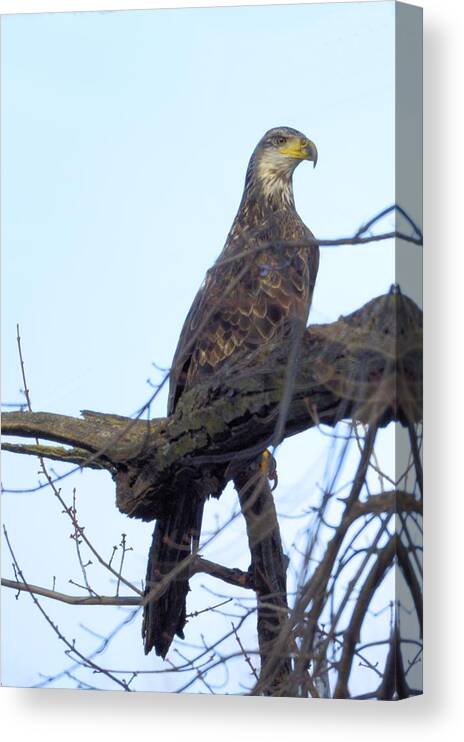 Eagle Canvas Print featuring the photograph Comfort Eagle by Bonfire Photography