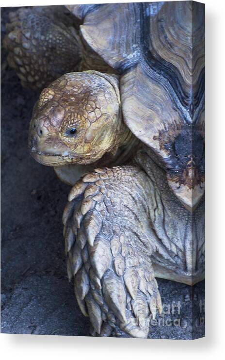 Louisiana Purchase Gardens And Zoo Canvas Print featuring the photograph Coming Out of Shell by Bob Phillips