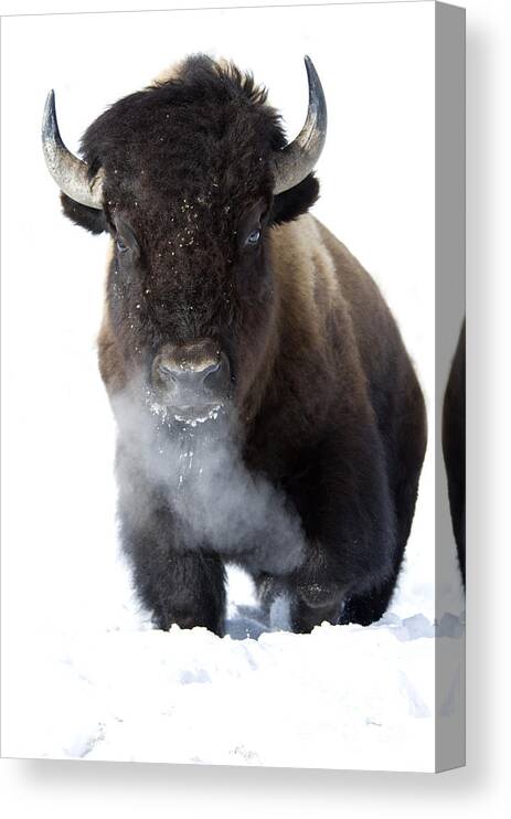 Bison Canvas Print featuring the photograph Coming Through by Deby Dixon
