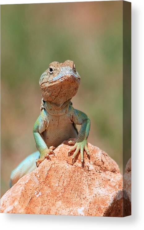 Common Collared Lizard Canvas Print featuring the photograph Common Collared Lizard 2 by Elizabeth Budd