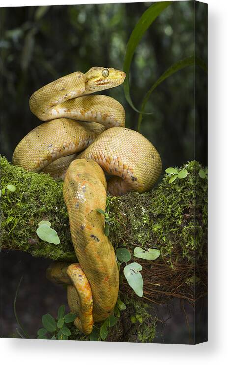 Pete Oxford Canvas Print featuring the photograph Common Tree Boa -yellow Morph by Pete Oxford