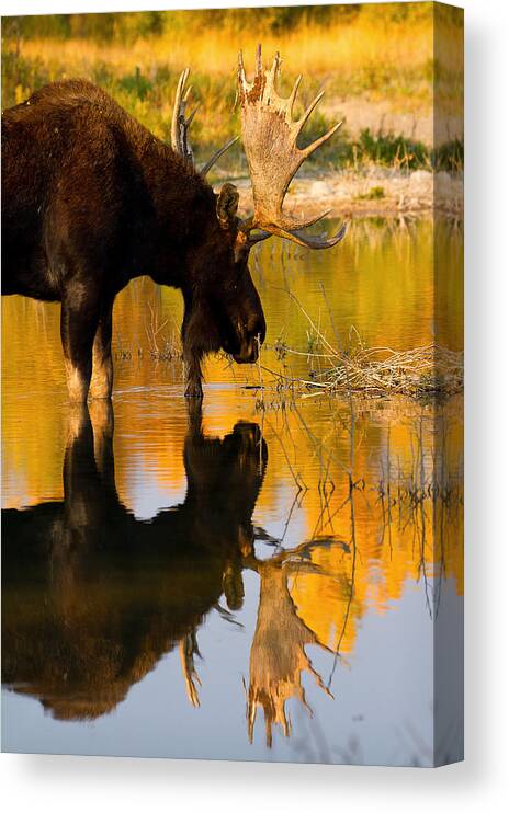 Bull Moose Canvas Print featuring the photograph Contemplative Moose by Aaron Whittemore