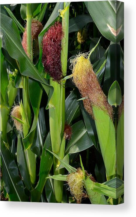 Amish Canvas Print featuring the photograph Corn Growing by Tana Reiff
